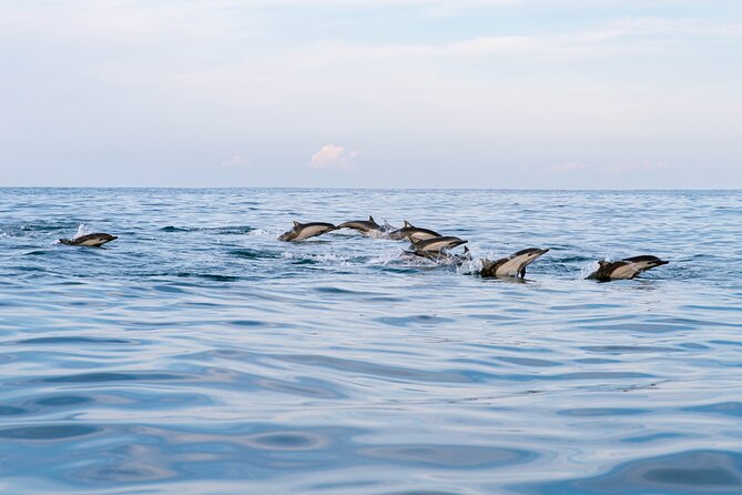 Dolphin Watching Tour - Searching for dolphins in their natural habitat