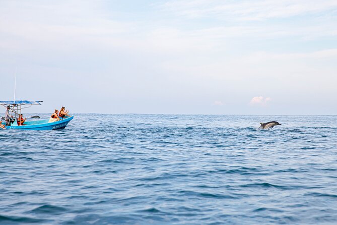 Dolphin Watching Tour - What the guide and captain add