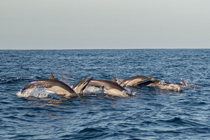 Dolphin Watching Tour - The boat ride, shade, and open-water comfort