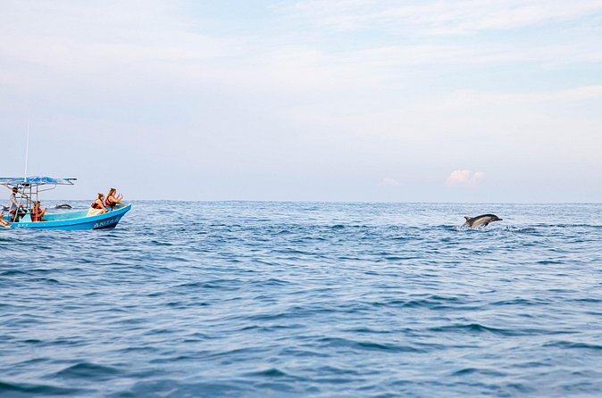 Dolphin Watching Tour - Pickup, meeting point, and extra transport charges