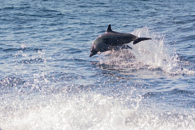 Dolphin Watching Tour - Is the tour good value?
