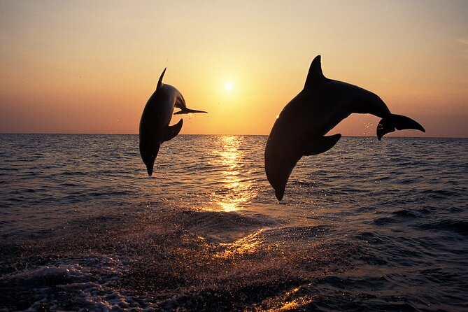 Dolphin Watching Tour – 85% Chance – Drinks & Dinner Included - Sailing past Cape Kamenjak