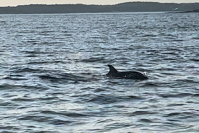 Dolphin Watching Tour – 85% Chance – Drinks & Dinner Included - Dinner on deck, with a practical price calculation