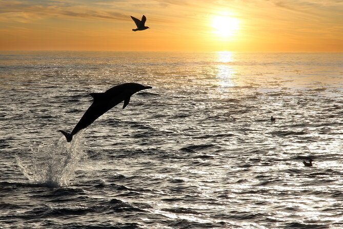 Dolphin Watching Tour – 85% Chance – Drinks & Dinner Included - Music, crowd size, and the party-boat question