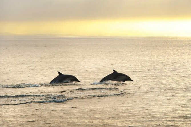 Dolphin Watching Tour – 85% Chance – Drinks & Dinner Included - Weather, wind, and comfort