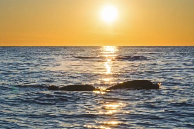 Dolphin Watching Tour – 85% Chance – Drinks & Dinner Included - Who will enjoy this Medulin cruise?