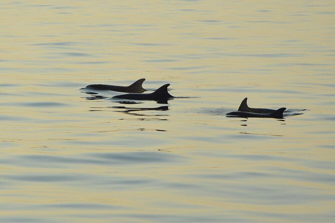 Dolphin Watching Tour – 85% Chance – Drinks & Dinner Included - The dolphin search and what to expect