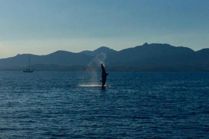 Dolphin Watching Tour - from Golfo Aranci - Key points to know before booking
