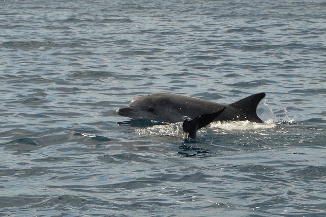 Dolphin Watching Tour - from Golfo Aranci - From Sos Aranzos beach to open water