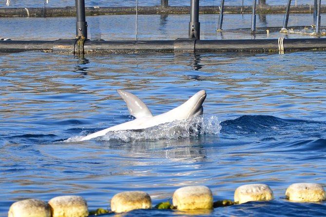 Dolphin Watching Tour - from Golfo Aranci - The crew adds real value