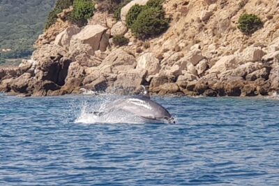 Dolphin Watching Tour – from Golfo Aranci