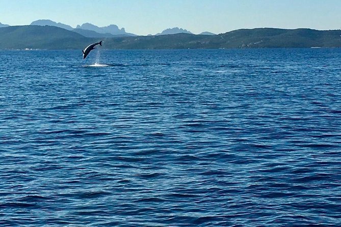 Dolphin Watching Tour - from Golfo Aranci - Who will enjoy this most