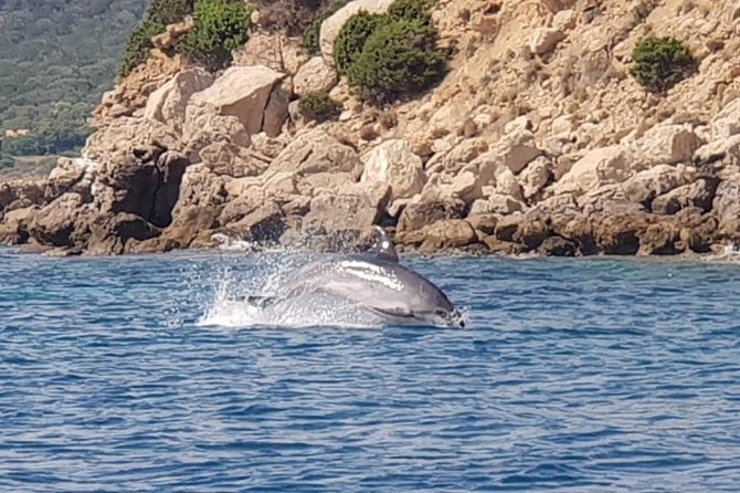 Dolphin Watching Tour - from Golfo Aranci - The search around Capo Figari