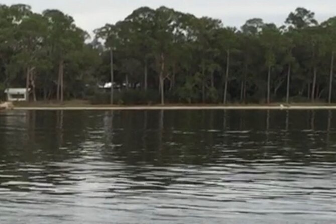 Dolphin Watching Tour in Orange Beach - Should you book The Pink Boat?