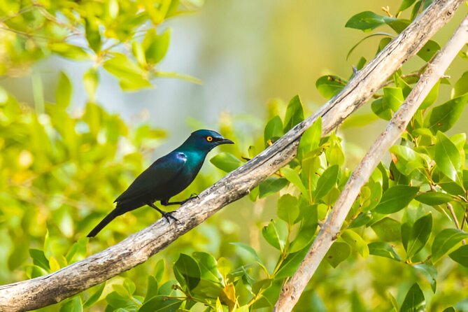 Dolphin Watching Tour & Josani Forest Sea Trip - Zanzibar - The mangrove boardwalk and swamp