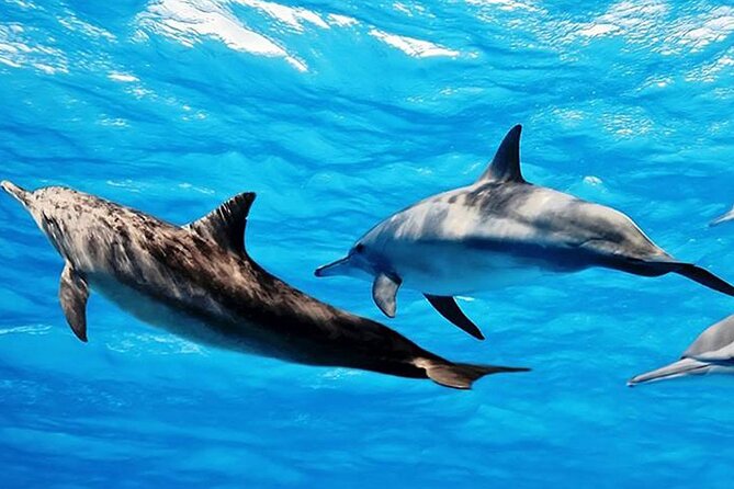 Dolphin Watching Tour & Josani Forest Sea Trip - Zanzibar - From Jozani to Kizimkazi