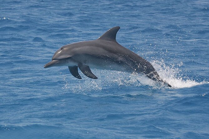 Dolphin Watching Tour & Josani Forest Sea Trip - Zanzibar - Who should book this Zanzibar day?