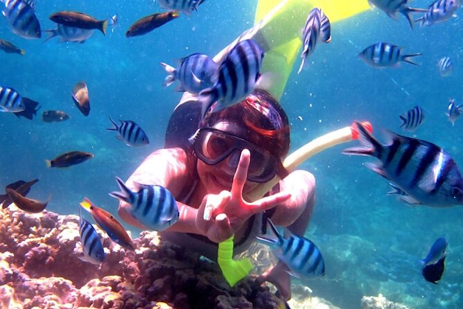 Dolphin Watching Tour, Swimming with Dolphins and Snorkeling - Leaving Ubud before dawn for Lovina