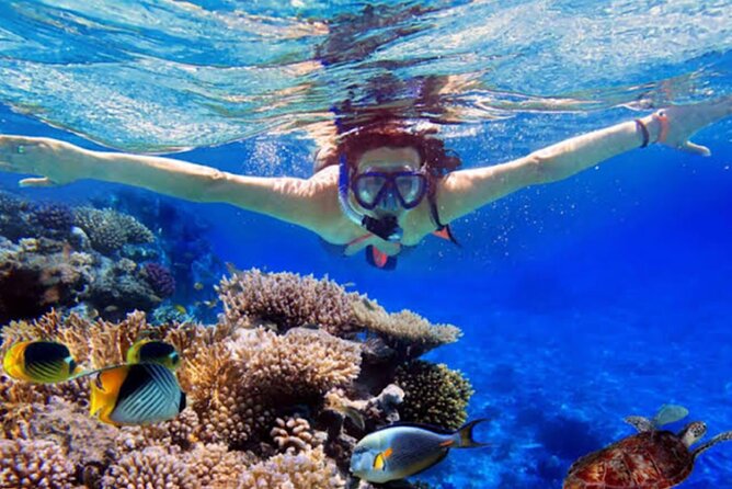 Dolphin Watching Tour, Swimming with Dolphins and Snorkeling - Searching for dolphins in their natural habitat