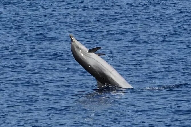 Dolphin Watching Tour with Snorkeling from Olbia - Why this Olbia boat tour works so well