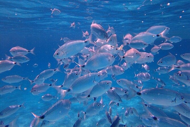 Dolphin Watching Tour with Snorkeling from Olbia - Cala Moresca: the main dolphin search