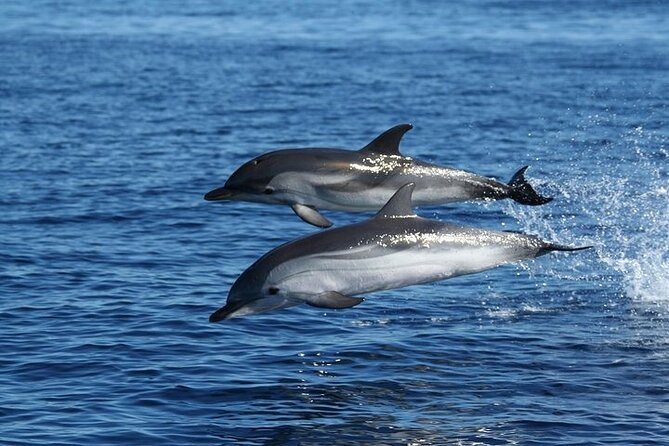 Dolphin Watching Tour with Snorkeling from Olbia - Figarolo Beach: turquoise water and a second swim