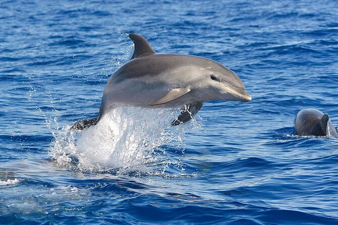 Dolphin Watching Tour with Snorkeling from Olbia - The guides make or break the morning