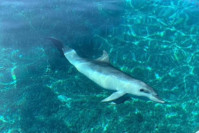 Dolphin Watching Tour with Snorkeling from Olbia - What the $72.59 price includes