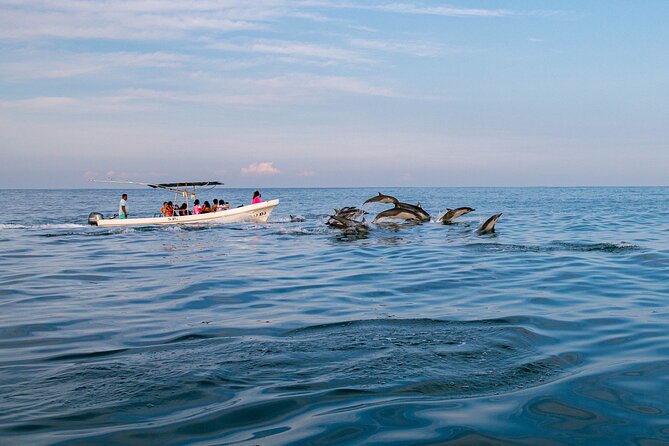 Dolphin Watching Tour - What the speedboat adds to the experience