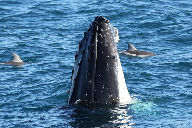 Dolphin & Whale Cruise - Key points to know before you book