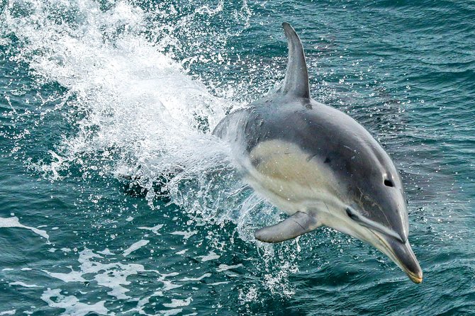 Dolphin & Whale Cruise - Why this Phillip Island cruise is different