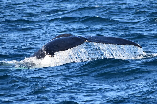 Dolphin & Whale Cruise - Seal Rocks and the animals you may see