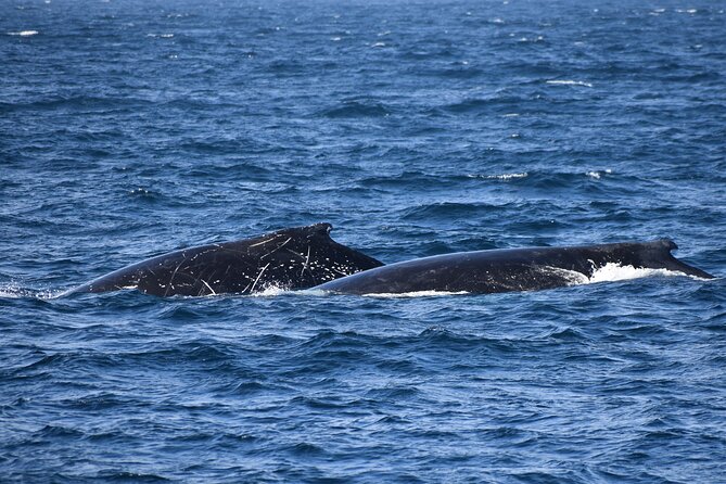 Dolphin & Whale Cruise - Weather, clothing, and motion sickness