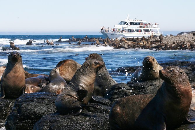 Dolphin & Whale Cruise - Who will get the most from this cruise