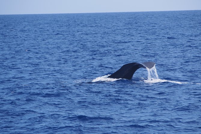 Dolphin - Whale - Turtle - Bird Watching - Funchal harbor is only the starting point