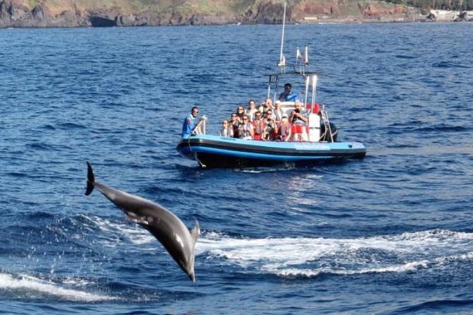 Dolphin - Whale - Turtle - Bird Watching - The return route adds Madeira’s coastal views