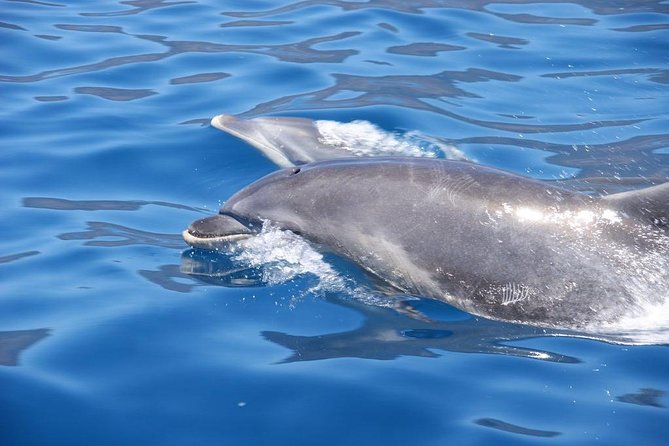 Dolphin - Whale - Turtle - Bird Watching - What the guide adds to the ride