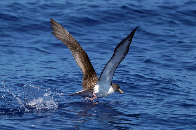 Dolphin - Whale - Turtle - Bird Watching - Price and value at $60.49