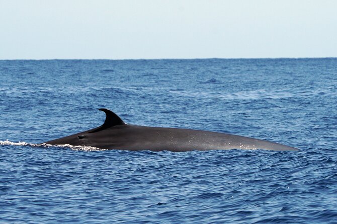 Dolphin - Whale - Turtle - Bird Watching - Booking, cancellation, and practical details