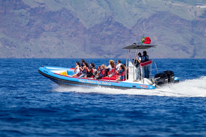Dolphin - Whale - Turtle - Bird Watching - Dolphins can provide the quickest reward