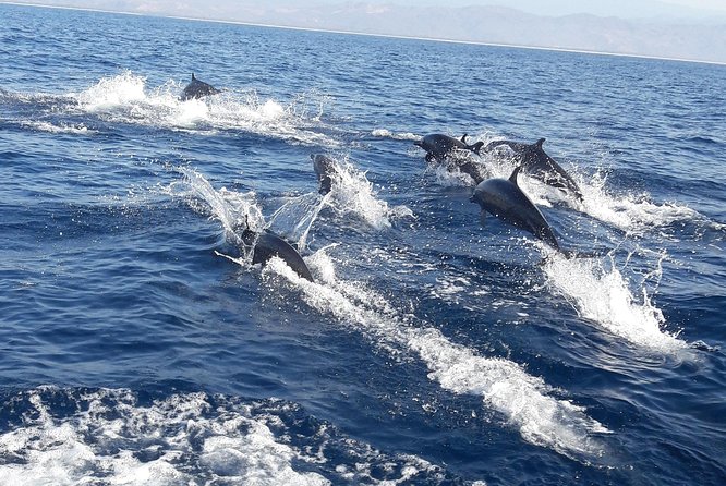 Dolphin & Whale Watching - Key points to know before booking