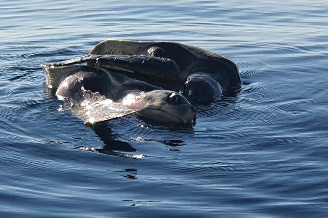 Dolphin & Whale Watching - A whale watch that starts before the beach wakes up