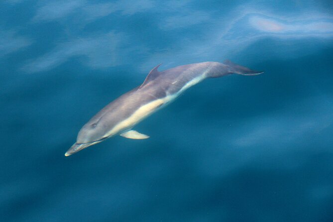 Dolphin & Whale Watching (4hrs) + Blasket Island Landing (3hrs) - Leaving Ventry Pier for the open bay