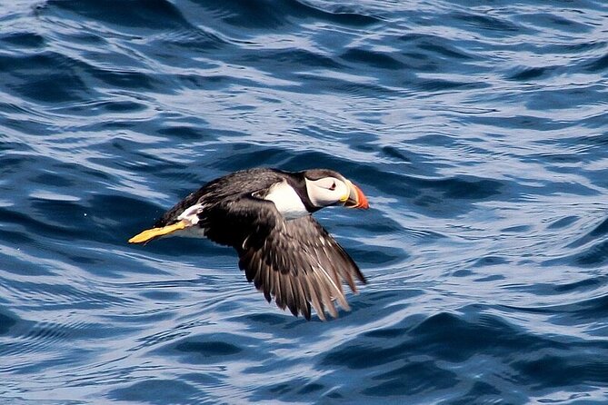 Dolphin & Whale Watching (4hrs) + Blasket Island Landing (3hrs) - Puffins near Inishvickillane