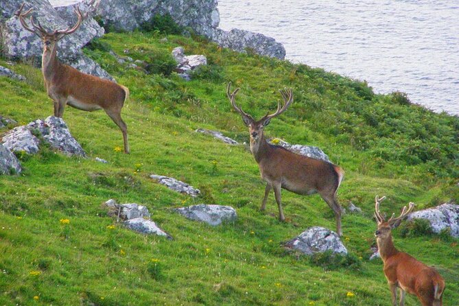 Dolphin & Whale Watching (4hrs) + Blasket Island Landing (3hrs) - The Sleeping Giant and the far western islands