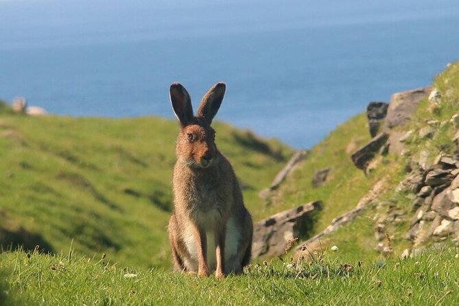 Dolphin & Whale Watching (4hrs) + Blasket Island Landing (3hrs) - Seals, sea cliffs, and the island’s quiet pace