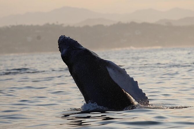 Dolphin & Whale Watching - Who will enjoy this Puerto Escondido trip most?