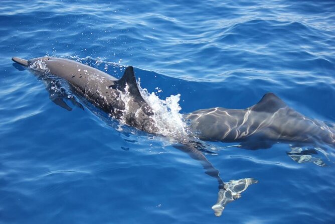Dolphin & Whale Watching in Puerto Escondido - Key points to know before booking