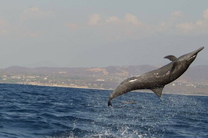 Dolphin & Whale Watching in Puerto Escondido - Puerto Escondido’s marine life is the real itinerary