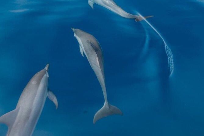 Dolphin & Whale Watching in Puerto Escondido - Small boats, bumpy water, and the search offshore
